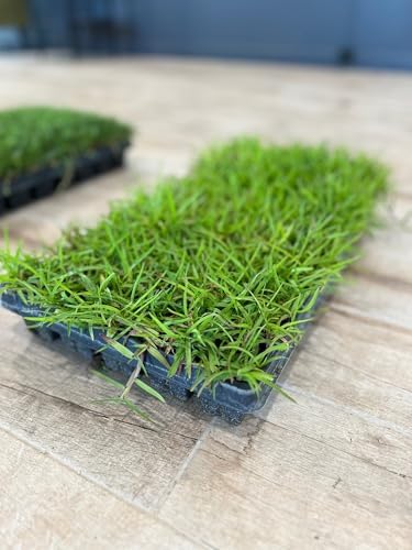 Centipede Grass Plug Tray | EZ Plug 50 Grass Plugs Per Tray - Image 6