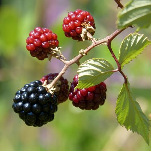 BlackBerry Plants Sweetie Pie Live for Sale (4 Pack) | Easy to Grow Plants | Edible Fruit Plant for Sustainable Living | Grow Your own Food on Your Edible Organic Garden| Live for Planting| 2 in Pot - Image 2