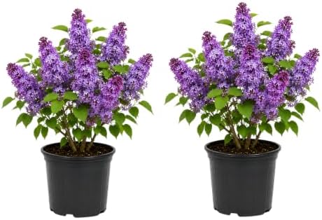 2 Purple Lilac Bushes Live Plants, 3-5" Tall in Pot Lilac Tree Live Plant, Easy Care, Fragrant Flowering Shrubs for Garden Landscaping by GINGERGLOW