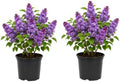 2 Purple Lilac Bushes Live Plants, 3-5" Tall in Pot Lilac Tree Live Plant, Easy Care, Fragrant Flowering Shrubs for Garden Landscaping by GINGERGLOW