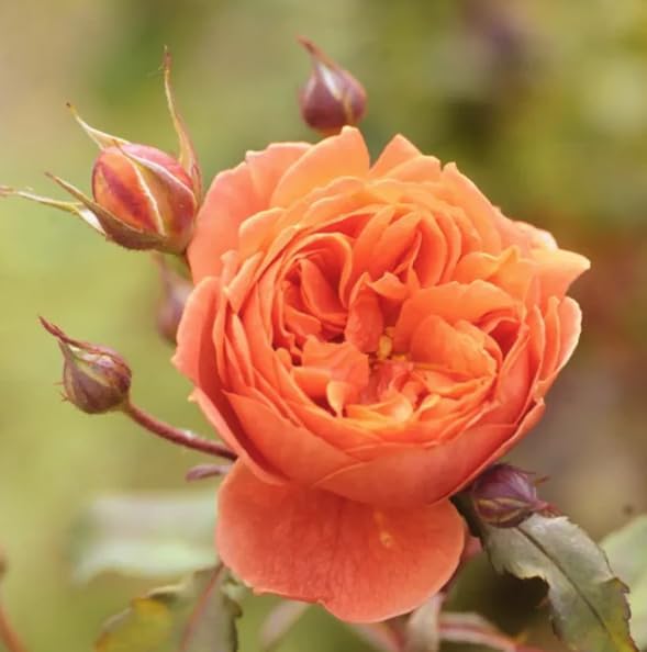 Miniature Roses Live Plants Mini Roses Bush Fragrant Flowers Shrub in Pot (Orange Rose Flowers) - Image 6