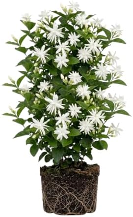 White Arabian Jasmine Live Plant, Flowering Shrub, 4-6 Inch Tall - Image 6