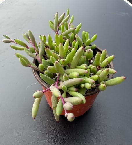 Live Succulent Ruby Necklace, Othonna capensis L.H.Bailey Plant in 4" Pot - Image 4