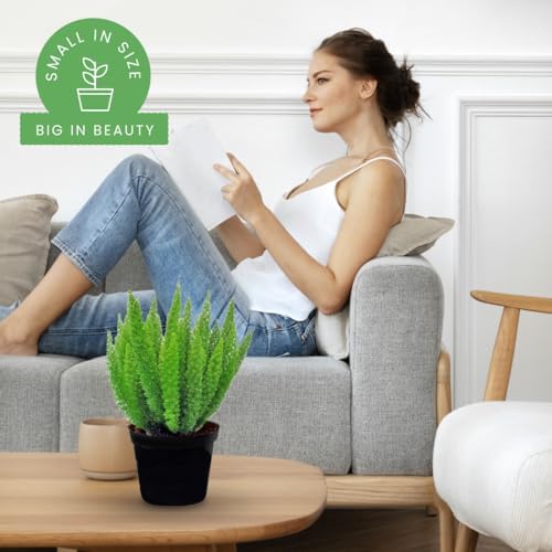 American Plant Exchange Foxtail Fern – 6-Inch Pot – Live Easy Care Tropical Plant with Arching Needle-Like Foliage for Indoor Décor, Patios, Containers, Hanging Baskets & Garden Landscapes - Image 3