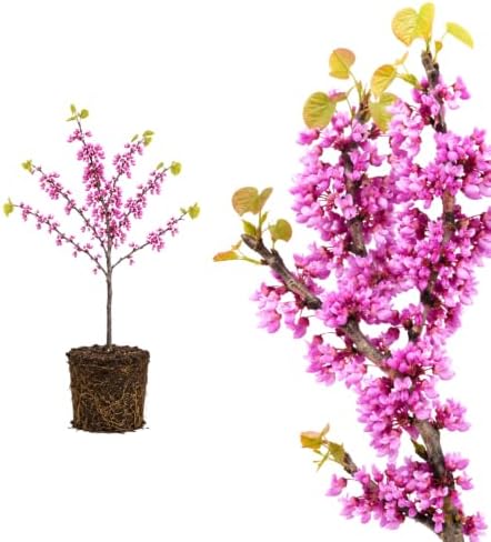 Eastern Redbud Tree for Planting in Quart Pot, 6-10 Inch Tall, Sturdy Cold Hardy Ornamental Plant with Pink Spring Blooms, Low Maintenance Landscape Tree with Heart-Shaped Foliage by GINGERGLOW