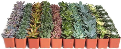 Shop Succulents Assorted Succulent Plant Pack Collection - Live Mini Succulent Plants, Low Maintenance, Mixture of Colors & Textures - Wedding and Party Favors, Gift & Garden - Image 2