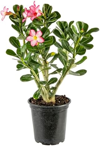American Plant Exchange Live Single Bloom Desert Rose Plant, Indoor Plant with Pink Flowers, Plant Pot for Home and Garden Decor, 5" Pot by AmericanPlantExchange