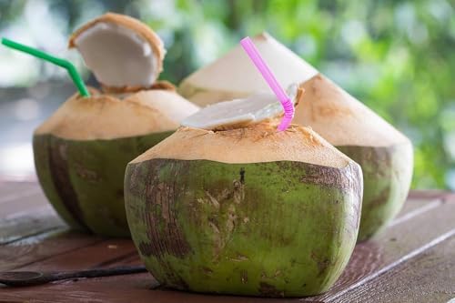 Live Green Dwarf Malayan Coconut Plant Seedling 1 to 3 Feet Tall, Cocos nucifera Plants for Planting, Sprouted Coconut Palm, Ready to Grow Produces Edible Fruits - Image 5