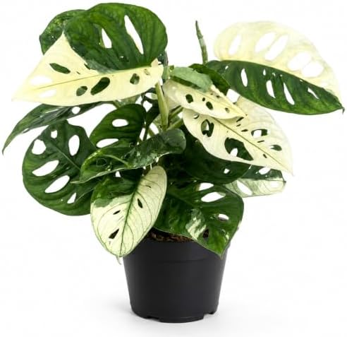 Monstera Albo Live Plant, Variegated Adansonii Swiss Cheese 4 Inch by NYCitySucculents