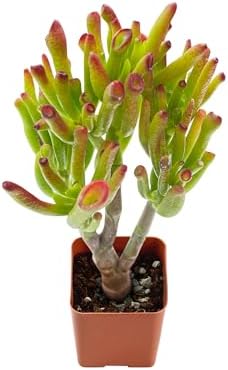 2" Live Succulent Gollum Jade, Easy Care & Drought Tolerant by FleshyFlora