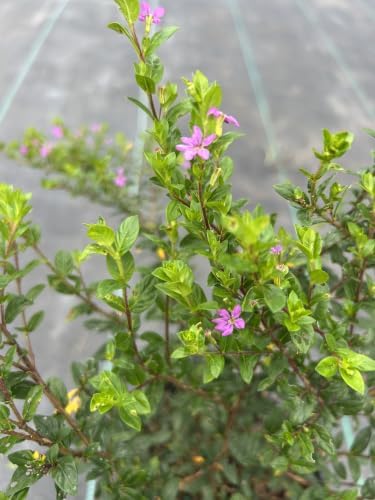 Mexican Heather Live Plant, 1 Gallon, Purple Blooms, Drought Tolerant, Outdoor Flowering Shrub, Full Sun to Partial Shade - Image 2