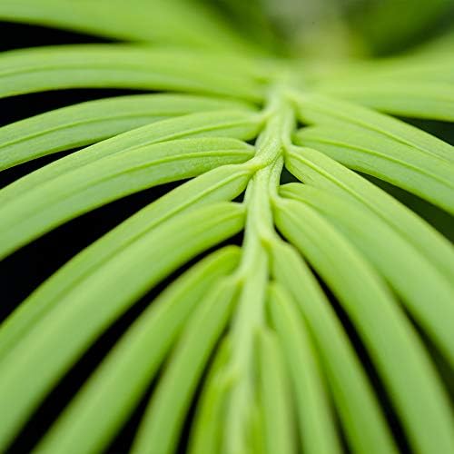 Perfect Plants Spreading Yew, 3 Gallon, Live Groundcover Plant - Image 2