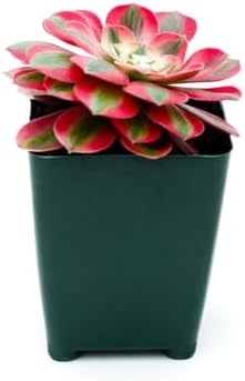 Aeonium Pink Witch Live Succulent (4" Plant Pot), Succulents Plants Live, Succulent Plants Fully Rooted, Rare House Plant for Home Office Decoration, DIY Projects, Party Favor Gift - Image 2