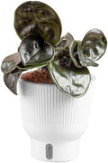 Costa Farms Geo Plant, Live Indoor Plant, Easy Care, Home Decor by Unknown