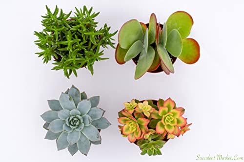 Large Colorful Outdoor Succulents - Assorted 4 Inch - Live Outdoor Succulent Plants - Large Fully Rooted Live Succulents (4) - Image 4