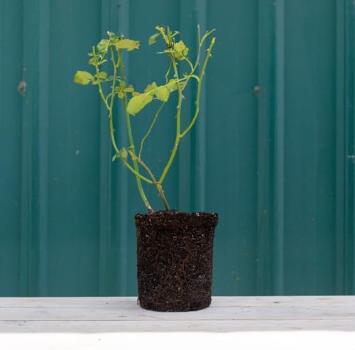 Heirloom Hardy Roses, Live Own Root Plant, Hawkeye Belle - Image 5
