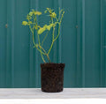 Heirloom Shrub Roses, Live Own Root Plant, Yabba Dabba Doo by HeirloomRoses