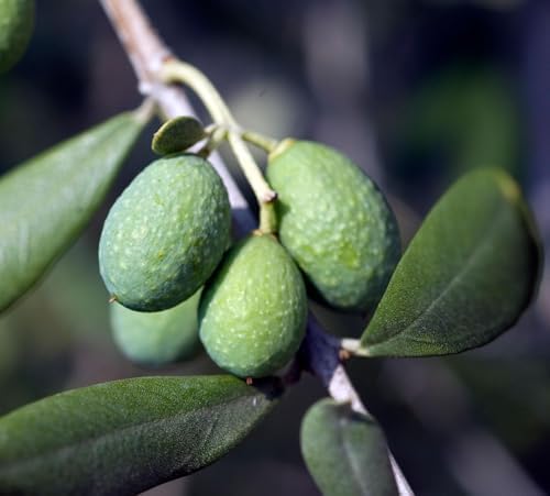 Live Arbequina Olive Tree 1 Gallon Pot Dwarf Fruit Tree for Indoor Outdoor Growing Cold Hardy Self Fertile Container Friendly Zones 7 to 11 - Image 6