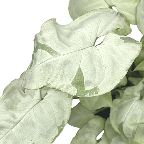 BubbleBlooms Syngonium Moonshine in a 4 inch Pot Variegated Arrow Head Vine Rare - Image 6