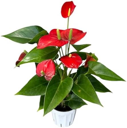 Red Anthurium (12"-14" Tall) Unique and Gorgeous Live Indoor Plant, Easy Care and Easy to Grow, Bloom Plant, 4 inch Pot by hopewindplants