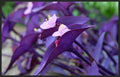 5 Cuttings Purple Heart Wandering Jew - Tradescantia Pallida Purpurea Plant by Unknown