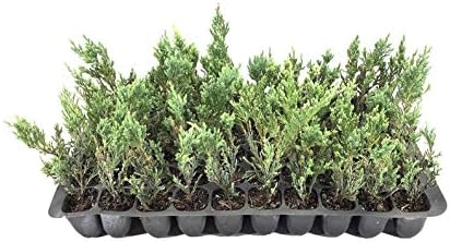 Hughes Juniper | 20 Live Plants | Juniperus Horizontalis | Ground Cover, Drought Tolerant, Evergreen Foliage, Low Maintenance, Landscaping Shrub, Spreading Habit, Cold Hardy, Ornamental by FloridaFoliage