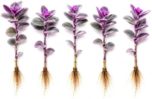 Pale Puma Tradescantia Live Plant, Wandering Jew, 5 Cuttings by CZGrain