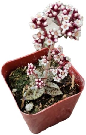 Live Succulent Cactus Plants from USKC (2" Pot) (Crassula Tiger Jade) by FOLIAGEMS