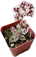 Live Succulent Cactus Plants from USKC (2" Pot) (Crassula Tiger Jade) by FOLIAGEMS