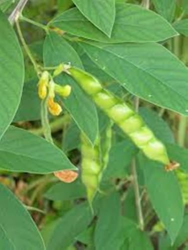 Live Pigeon Pea Plants, 5 Pack, Heirloom Vegetable Seedlings for Garden, Cajanus Cajan - Image 3