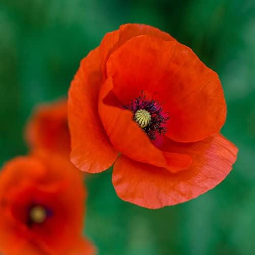 The Old Farmer's Almanac Poppy Seeds (American Legion) - Approx 5000 Flower Seeds - Premium Non-GMO, Open Pollinated, USA Origin - Image 5
