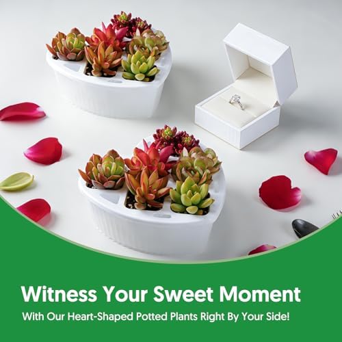 Sprout N Green 6 Live Succulents in Heart Shaped Planter, Assorted Lovely Plants for Mother's Day Valentine's Day Anniversary Housewarming, Romantic Birthday Gift for Your Lover Girlfriend Wife - Image 4