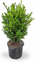 Wintergreen Boxwood Live Plant, 3 Gallon, Evergreen Hedge Shrub by RogersPlantNursery
