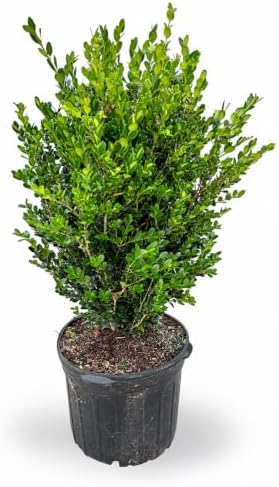 Wintergreen Boxwood Live Plant, 3 Gallon, Evergreen Hedge Shrub by RogersPlantNursery