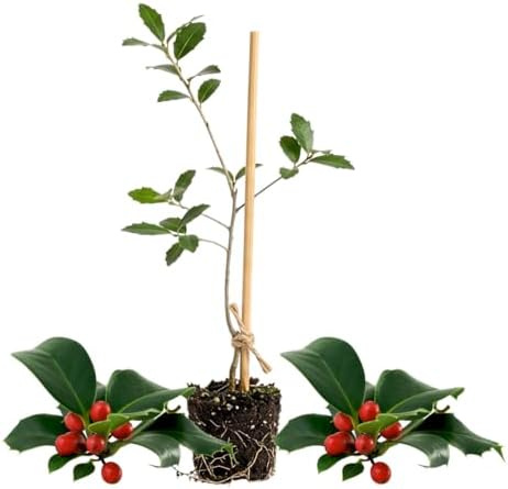 Upright Yaupon Holly Bush Live Plant, Hedge Shrub Plant, 4-6 Inch Tall - Image 2