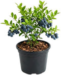 Huckleberry Live Plant, Edible Berry Plant, 3-5 Inch Tall, 4 Inch Pot by Unknown