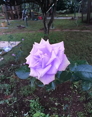Bonsai Roses 30Pcs Germany Rare Purple Dragon Rose Seeds Flowering Plants - Image 3