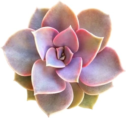 Echeveria Perle Von Nurnberg - Colorful 2 inch Succulents - Live Mini Succulent Plants Fully Rooted, Easy Care Indoor and Outdoor, Home and Garden Decor, Wedding Party Favor by SucculentsBox