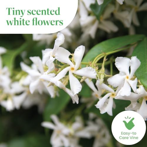American Plant Exchange Live Confederate Jasmine – 6-Inch Pot – Fragrant Flowering Vine with Glossy Green Leaves, Easy Care Outdoor Plant for Patios, Trellises, Gardens & Landscape Décor - Image 3