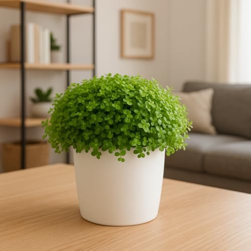 Baby Tears Plant in 2-Inch Pot – Lush, Delicate Groundcover for Indoors or Terrariums - Image 2