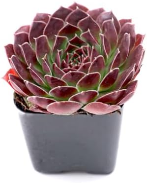 Mountain Crest Gardens Pink, Purple & Red Succulent Pack - 6 Live Plants in 2 Inch Pots - Real Succulents for Indoor/Outdoor Decor, DIY, and Gifts - Image 5
