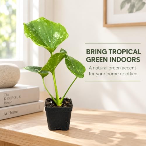 Philodendron Hope Live Plant - Easy Care Tropical Indoor Houseplant - Image 6