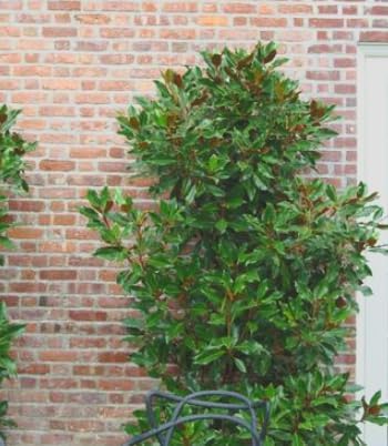 Magnolia grandiflora ‘Kay Parris’ Live Tree – Dwarf Southern Magnolia – Fragrant White Flowers – Evergreen Ornamental Tree – 1–2 Ft Tall Plant - Image 7