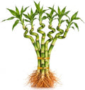 16-18 Inch Curly Lucky Bamboo Live Plant, Spiral Lucky Bamboo, Indoor Water Plant, Feng Shui Plant, 8 Stalks by Unknown