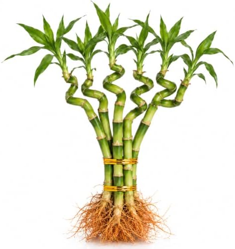 16-18 Inch Curly Lucky Bamboo Live Plant, Spiral Lucky Bamboo, Indoor Water Plant, Feng Shui Plant, 3 stalks by Unknown