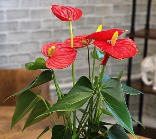 4" Red Anthurium Live Plant Decor, Live House Plants, Anthuriums Live Plants Indoor Plants Live Houseplants, Real Plants Indoor Live Plants, Easy Plant Lover Gifts for Plant Lovers by Plants for Pets - Image 3