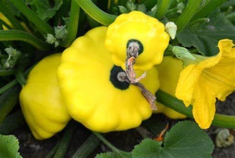 25 Yellow Bush Scallop Summer Squash Seeds for planting. Non GMO and Heirloom. 2.5 grams of seeds. Garden Vegetable Survival - Image 2