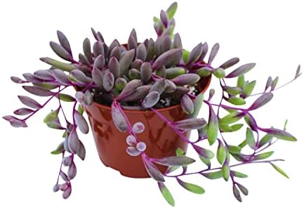 Live Succulent 4" Othonna Capensis Ruby Necklace, Succulents Plants Live, Succulent Plants Fully Rooted, House Plant for Home Office Decoration, DIY Projects, Party Favor Gift By The Succulent Cult - Image 7