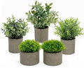 AUUGUU Artificial Potted Plants Faux Greenery in Cement Pots for Shelf, Bookshelf, Office or Home Decor, Small Decorative Fake Plants for Modern Indoor Display by AUUGUU