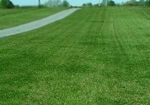 Contractor’s Grass Seed Blend by Eretz (25lb) - Choose Size! Willamette Valley, Oregon Grown. Premium, Number 1 Seeds Only! No Weed Seeds or Fillers - Image 3